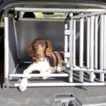 Hundebox Or Transporthundebox Für Autos