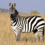 ezebra