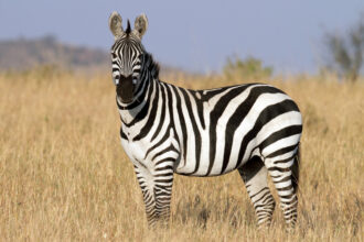 ezebra